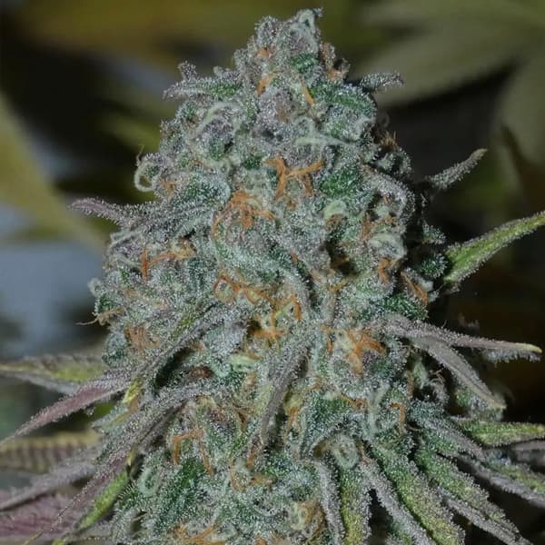 RainBoof Seed > Bask Triangle Farms | Feminized Cannabis   |  Hybrid